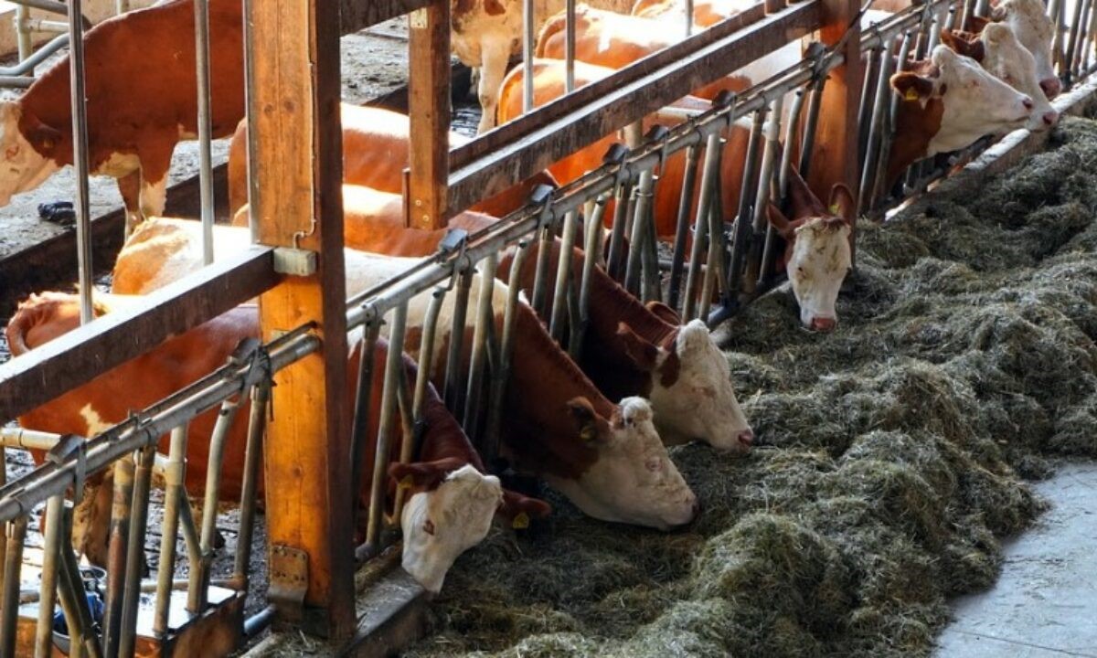 Top 10 Chemicals Used in Animal Feed Industry