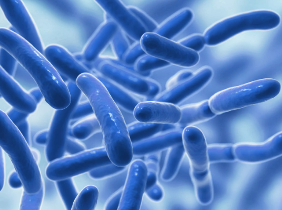 Probiotics - Top 10 Chemicals Used in Animal Feed Industry
