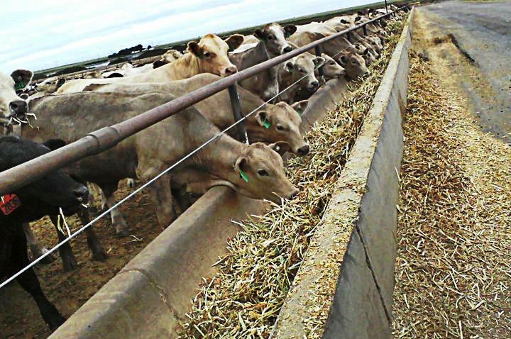 Top 10 Chemicals Used in Animal Feed Industry