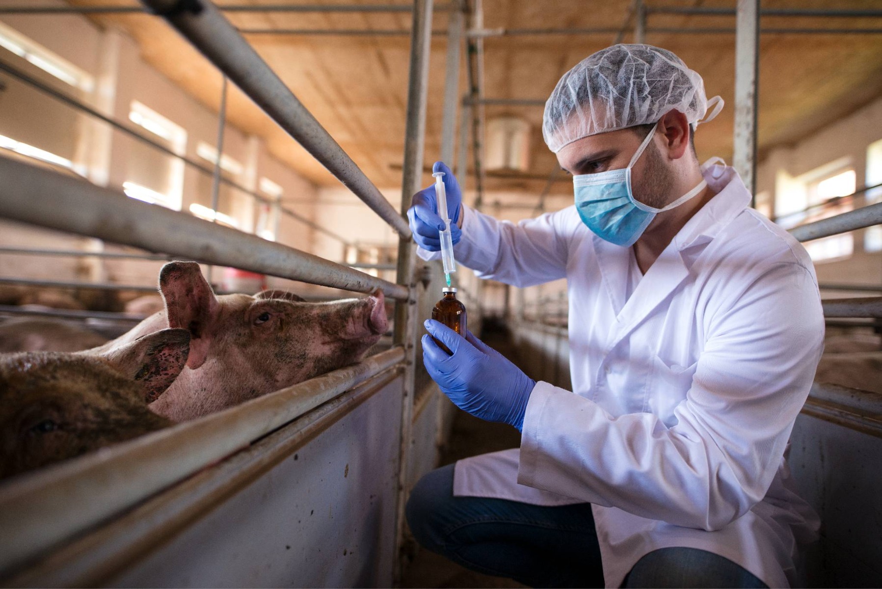 veterinarian using animal health chemical product in pig farm