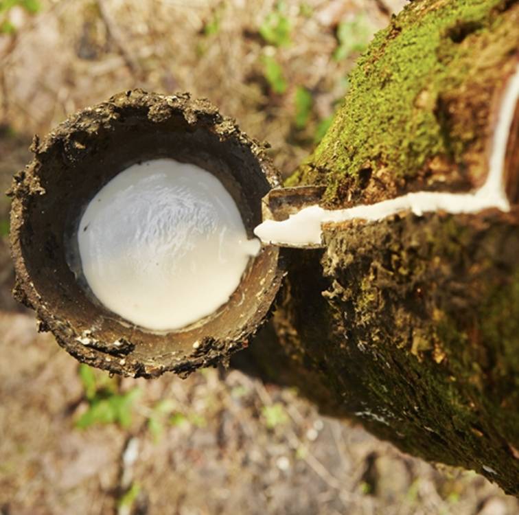 Natural Rubber close up